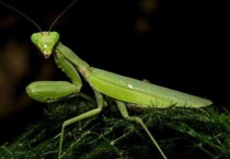 螳螂吃叶子吗？