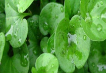 大小金钱草的区别？ 叶片形状和功效均不同