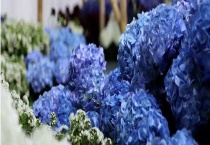 绣球花什么时候开花？附养护多久？