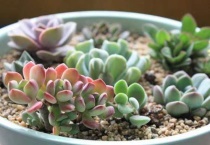 多肉植物姬小光怎么养