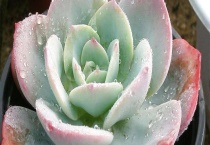 怎么用杯子养多肉植物