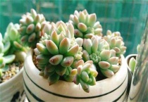 多肉中间爆崽怎么多久？