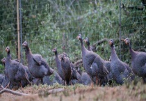 珍珠鸡能长多少斤