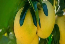 文旦和柚子的区别？ 产地、外形和口感均不同