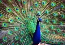 看到孔雀开屏是什么征兆