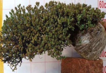 下山桩头如何生根