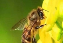 蜂王怎么识别和寻找 蜂王有哪些特征