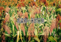 高粱和小米的区别？