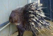 豪猪养殖的人工繁殖技术 选择优良品种