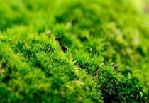 青苔是什么类植物