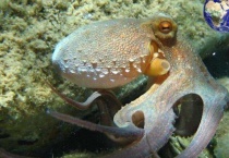 乌贼和章鱼的区别？在哪