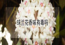 球兰花香味有毒吗？
