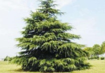 雪松一年四季有什么变化