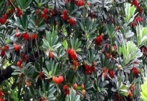 杨梅树一般用什么农药 不同病虫害农药的选择