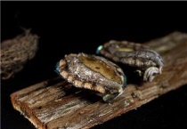 海鲜都有什么？