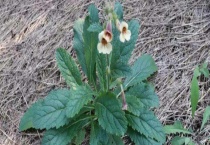 地黄的培养 附繁殖技术