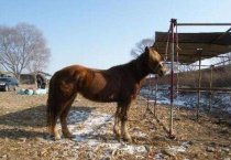 野生马的马蹄怎么修