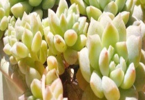 多肉子持白莲和子持莲华的区别？ 外形和成长习性的差异