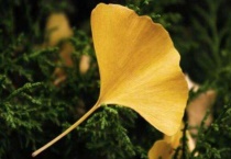 丹东银杏叶几月份变黄