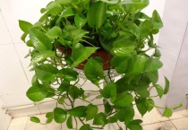 绿萝招蚊子吗？