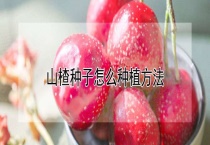 山楂种子怎么种植多久？