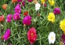 太阳花开花后怎么多久？