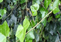 爬山虎一年能长多少？