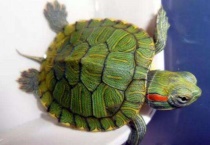 家养龟的品种有哪些？