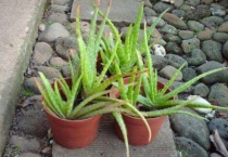 芦荟变红会不会死