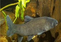 春季钓青鱼技巧大全 详细如下