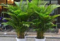 凤尾竹叶子发黄剪掉吗？