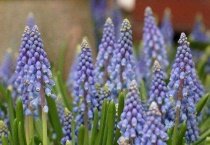 葡萄风信子的花语