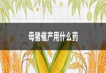 母猪催产用什么药