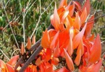 艳紫铆的功效与作用