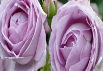 蓝色风暴月季爬藤吗？