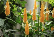 金苞花修剪多久？