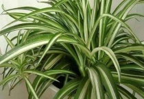 吊兰可以浇柚子水吗？