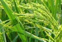 水稻红白线虫克星