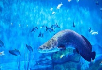 缩头鱼虱去掉鱼会死吗？