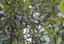 枇杷树5年了都不开花是什么？