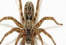 蜘蛛的生活习性 蜘蛛的一生中会经过多次蜕皮