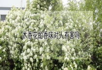 木香花的香味对人有害吗？