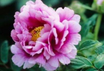 牡丹花花语和寓意