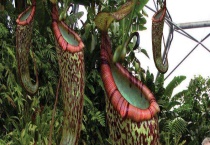 巨型猪笼草的介绍 分布的区域