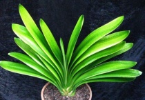 君子兰土长飞黑虫子怎么杀死