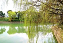 杨柳枝象征着什么意义