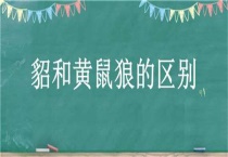 貂和黄鼠狼的区别？