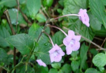 半枝莲有毒吗？