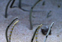 花园鳗会咬人吗？