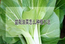 盆栽油菜怎么种植多久？
